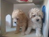 Miniature Poodle Puppy 2