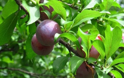 Ciruelo Remolacha (Vivero Habilitado Por Senasa) 1