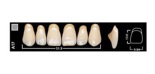 Ivoclar Vivadent Vivodent Teeth Color 4 D 540 Novacekdental 3