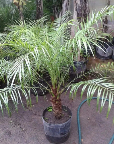 Planta Palmera Phoenix Robellini 2