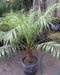 Planta Palmera Phoenix Robellini 2