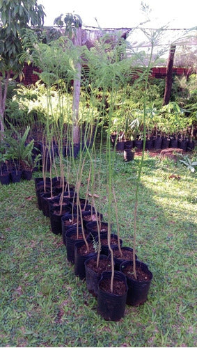 Vivero Simón Jacaranda Plants 1.2 Mts 7