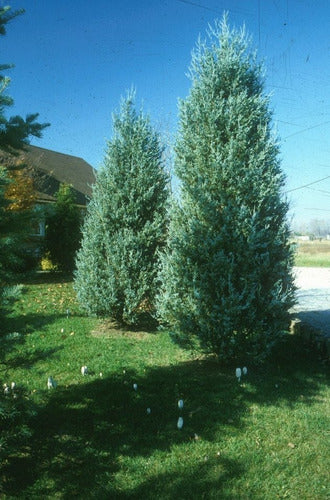 Blue Arrow Juniper, Juniperus Scopulorum Blue, 20 Liters 1