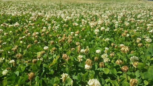 100 Dutch White Clover Seeds - Imported Flower 1