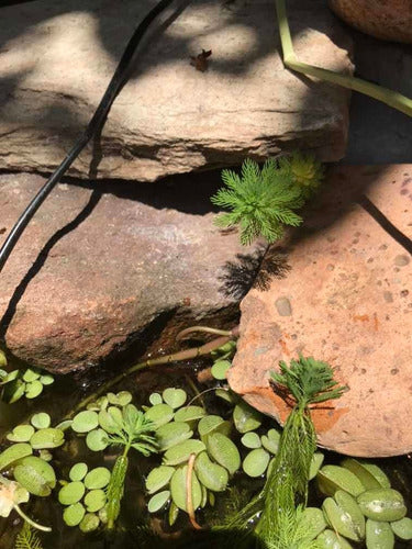 Floating Aquatic Plants 5