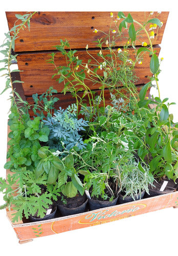 Organic Seedlings and Herbs Box 15 Units of Your Choice 0