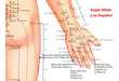 Poster Acupuntura Trilateral Cuerpo Humano 32x70cm 3 Posters 3