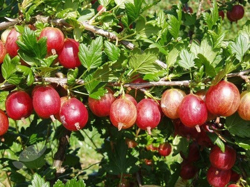 Planta De Grosella Roja - Uva Espina Roja - Fruto Del Bosque 1