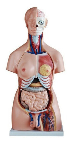 Anatomical Sexuated 40 Pieces Educational Material J3c219208 0