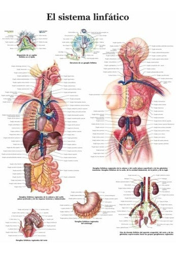 Sistema Linfático - Cuerpo Humano Biologia - Lámina 45x30 Cm 0