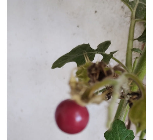 Espina Colorada - Tutiá -solanum Sisymbriifol Arbusto Nativo 2