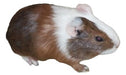 Hatun Cuy Beautiful Guinea Pigs 2