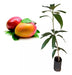 Planta De Mango Injertado - Variedad Tommy Atkins - Frutal!! 5