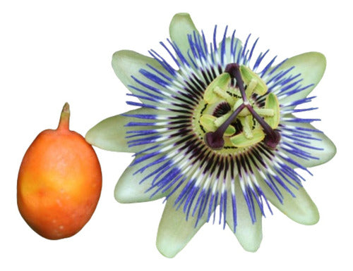 Mburucuyá Pasionaria Passiflora Caerulea Atrae Mariposas 0