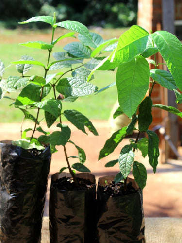 Arbol Siete Capotes Campomanesia Guazumifolia 30 Cm 3 Años 1