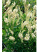 Clethra Aln Colibrí Summersweet Arbusto Flores Blancas 3 Tam 1