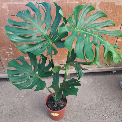 Monstera Deliciosa P24 1