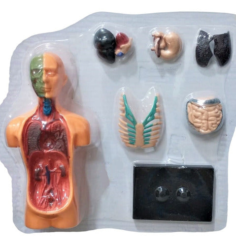 Brinquedo Educativo Medicina Corpo Humano Órgãos Anatomia 0