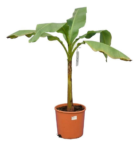 TROPICA VIVERO ONLINE Bananero Japonés (Musa Basjoo), Japanese Fiber Banana!! 0