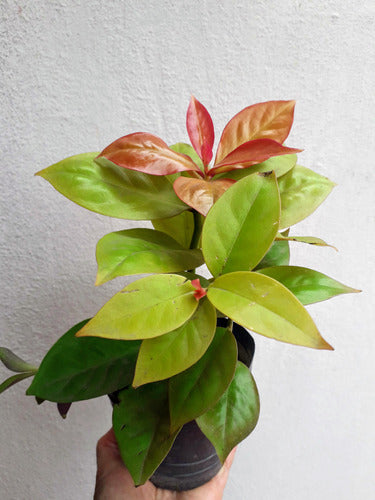 Pereskia Aculeata Godseffiana Planta 2