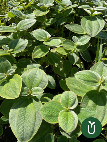 Planta Tibouchina - Planta De La Gloria - Ideal Jardines 5