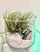 Only-Woman Decorative White Stones for Succulents and Cacti - 1 Kg 5