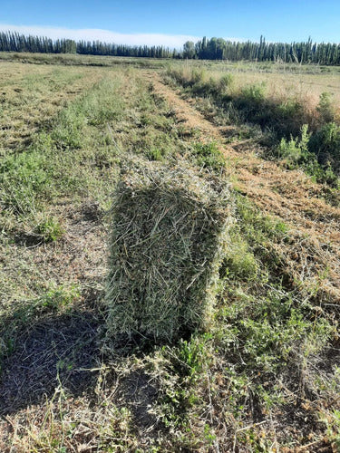 Fardos De Alfalfa 2