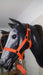 Nylon Muzzle with Carabiner for Horse Bridle Tack Virtual 5