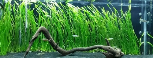 Assorted Giant Vallisneria Offer from Aquatic World 4