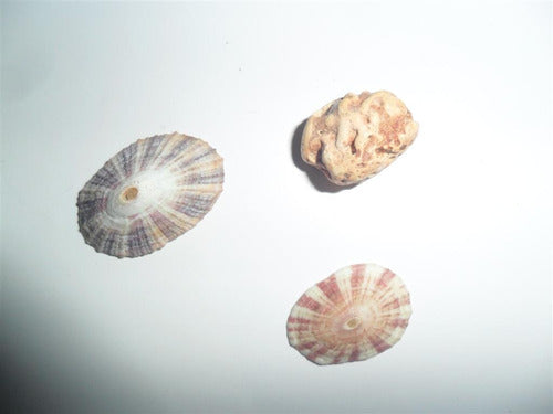 Caracol Caracoles Caracolitos Piedra Marina Mar Marino 1