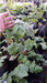 La Huertina Garden Combo Planta 4 Frutos Rojos Frambuesas, Blackberry, Arandano 7