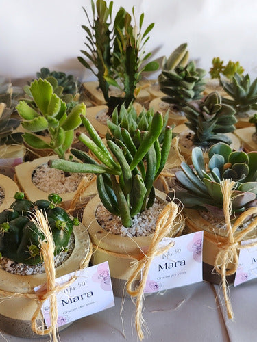 Casona.arg Succulent and Cactus Souvenirs and Centerpieces 3