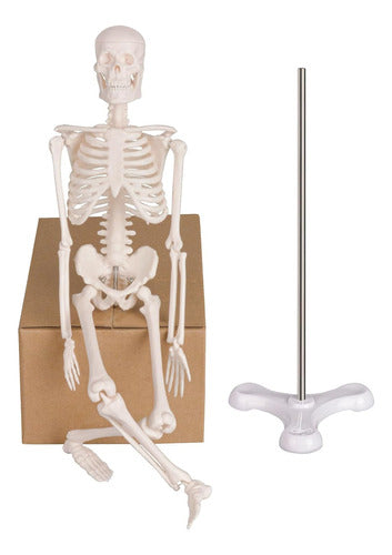 Anatomy Model Human Anatomical Skeleton Display Stand 1