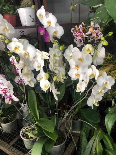 Premium Phaleanopsis Orchid Plant 2