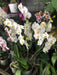 Premium Phaleanopsis Orchid Plant 2