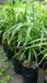 Palmito Palm - Excellent Quality at the Best Price! 2