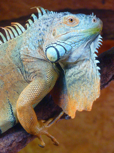 Decorative Canvas Print 40x60cm Chameleon Reptile Iguana Exotic Animal M6 0