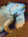 Decorative Canvas Print 40x60cm Chameleon Reptile Iguana Exotic Animal M6 0