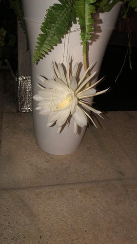 Dama De Noche,4 ,cactus Orquidea,epiphyllum O 0