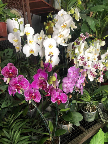 Premium Phaleanopsis Orchid Plant 3