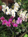 Premium Phaleanopsis Orchid Plant 3