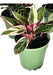 Planta De Calathea Stromanthe Rosa Deco Interior 2