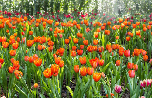 Agroparque Tulipán De Colores - Bulbos De Tulipán De Colores - Bulbos 5