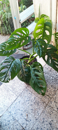 Monstera Enana - Ideal Interior 3