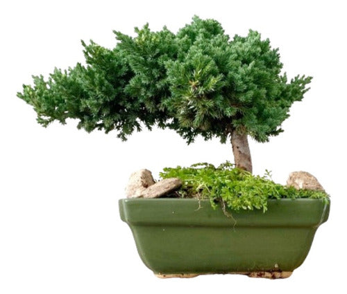 Bonsái Juniperus Enebro Arteenbonsai 0