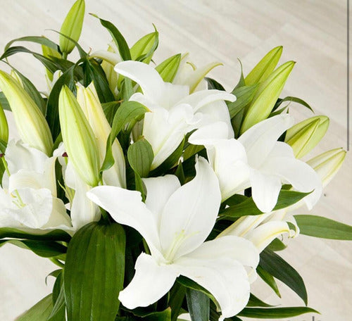 Plantas De Liliums Orientales Y Mix . Gladiolos Fiorentinos 1