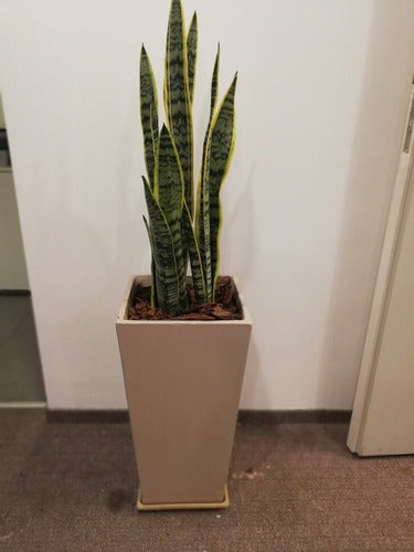 Ohana Arte Natural Sansevieria Espada De San Jorge + Maceta 5