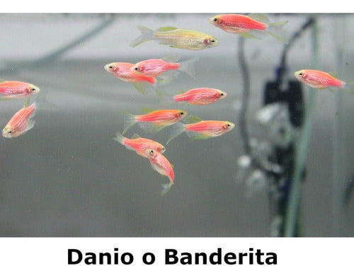 Acuaworld Tropical Fish Banderita Fluor or Danio E 1