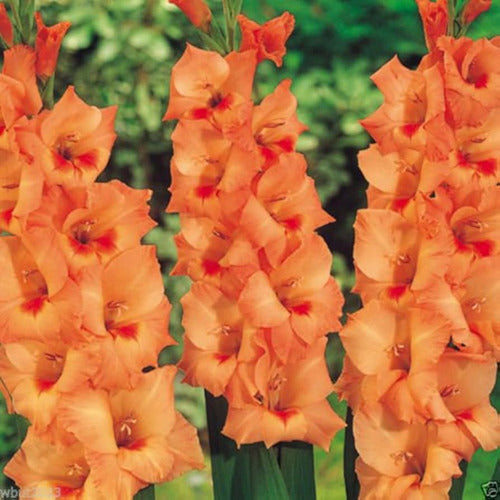 Agroparque Gladiolus Bulbs, Imported from Holland, Choose! X 10 5