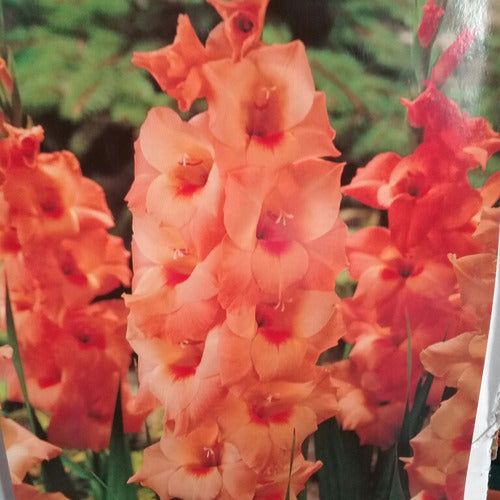 Gladiolus Bulbs ×10 4